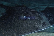 Taeniura grabata Pastenague africaine-Acores St Maria Blue cave-15m-20170821-Denis-ADER-DSC_9697_tn_tn